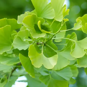 Ginkgo Biloba Extract