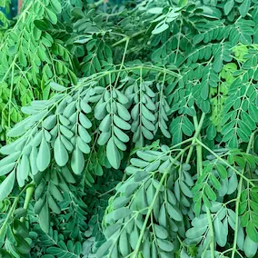 Moringa Leaf Extract