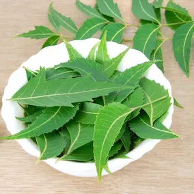 Neem Extract